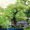 undefined Bonsai Para principiantes