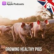 Podcast Growing Healthy Pigs