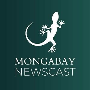 Ouça Mongabay Newscast na aplicação